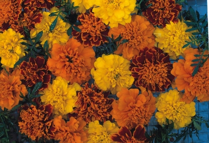 Picture of Marigold Boy Series - Boy O Boy